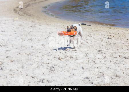 Jack russell terrier running along beach carrying a plastic toy, Florida, USA Stock Photo