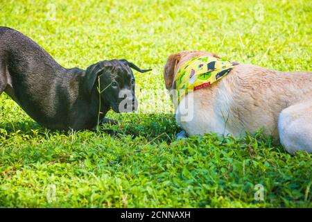 Labrador retriever and boxador puppy playing in a park, Florida, USA Stock Photo