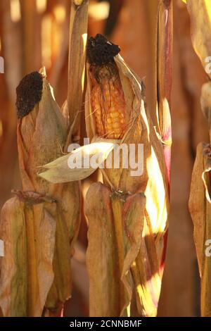 Corn growing in a farmer's field. Maize. Stock Photo
