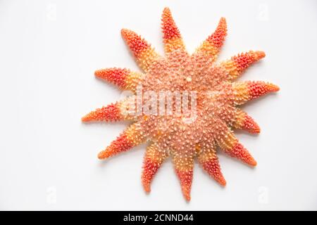 A common sunstar, Crossaster papposus, photographed on a white background. Dorset England UK GB Stock Photo