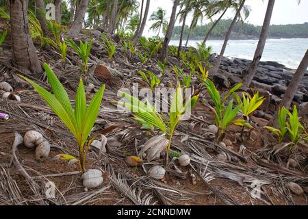 Coconuts lying on an Indian Ocean beach, starting to sprout palm leaf shoots which may become palm trees in the future. Stock Photo
