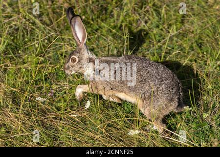 Rabbit wild Jackrabbit Bunny or Hare running and jumping. Oregon, Ashland, Cascade Siskiyou National Monument, Summer Stock Photo