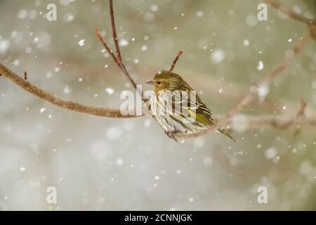 Pine siskin (Carduelis pinus), Greater Sudbury, Ontario, Canada Stock Photo