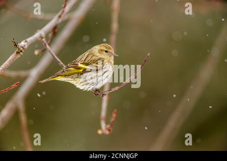 Pine siskin (Carduelis pinus), Greater Sudbury, Ontario, Canada Stock Photo