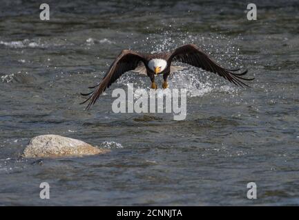 A bald eagle hits the water in Brooks River and misses grabbing a sockeye salmon in Katmai National Park, Alaska Stock Photo