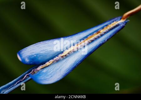 Bird of paradise flower (Strelitzia reginae), rod, close-up Stock Photo