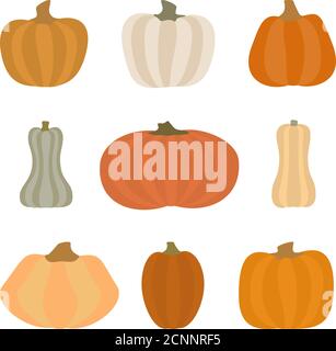 Pumpkin set. Different shapes and sizes gourd.  Vector illustration. Isolated on white background. Stock Vector