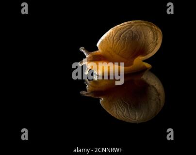 Reflection of a snail on a black background Stock Photo