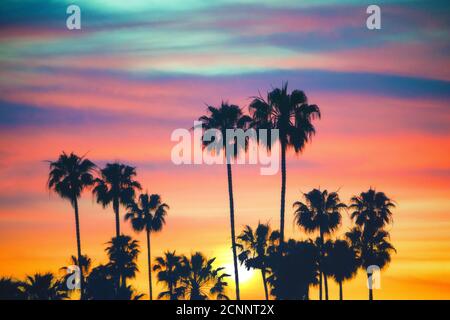 Silhouette of palm trees against sunset sky, California, USA Stock Photo