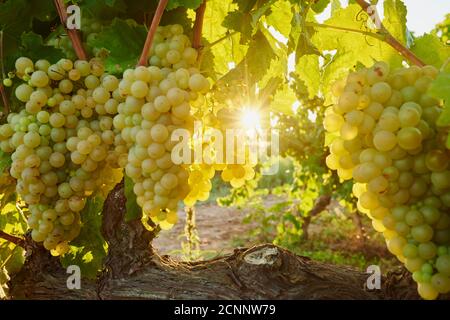 Landscape, vineyard, Tarragona Province, Catalonia, Spain, Europe Stock Photo