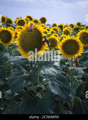 Four miniature people climbing sunflowers in a field, USA