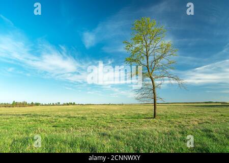 Lonely tree in a meadow and white clouds against the blue sky Stock Photo