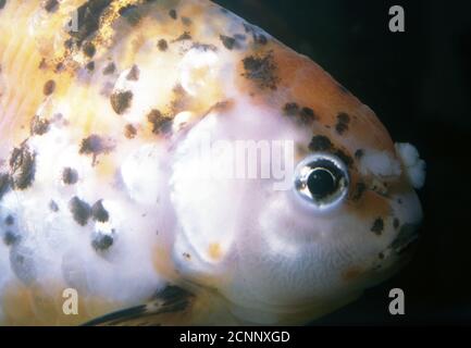 Pom-pom calico fantail goldfish (Carassius auratus) Stock Photo
