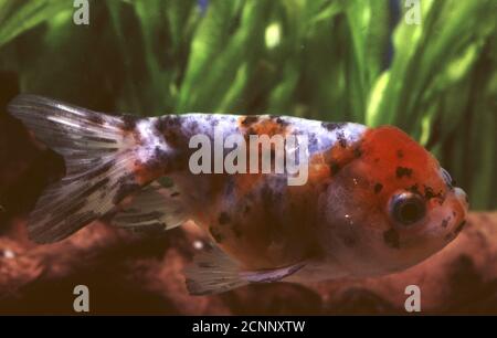 Calico Japanese lionhead goldfish (Carassius auratus) Stock Photo