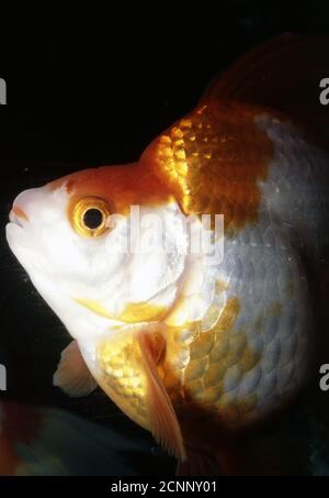 Ryukin or Japanese fantail goldfish (Carassius auratus) Stock Photo