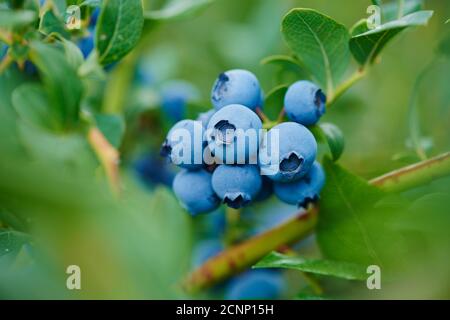 Blueberry (Vaccinium myrtillus), fruits, ripe, blue, close-up Stock Photo