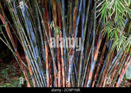 Bamboo forest, natural green background of stalks and branches. Nature Green Bamboo tree on sunlight background. Beautiful bamboo forest of the green Stock Photo