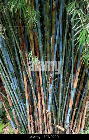 Bamboo forest, natural green background of stalks and branches. Nature Green Bamboo tree on sunlight background. Beautiful bamboo forest of the green Stock Photo