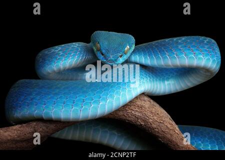 Close-up of a white-lipped island pit viper coiled on a branch, Indonesia
