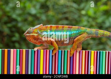 Portrait of a panther chameleon walking along a multi coloured wall, Indonesia Stock Photo