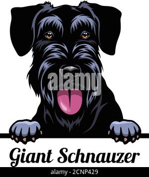 Head Giant Schnauzer - dog breed. Color image of a dogs head isolated on a white background Stock Vector