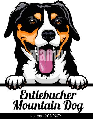 Head Entlebucher Mountain Dog - dog breed. Color image of a dogs head isolated on a white background Stock Vector