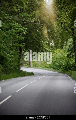 Empty road in the forest with the sun shining through the green trees. Photo taken outside Helsingborg in Sweden. Stock Photo