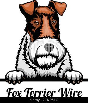 Head Fox Terrier Wire - dog breed. Color image of a dogs head isolated on a white background Stock Vector