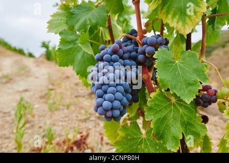 Grape vines, vineyard, Tarragona Province, Catalonia, Spain, Europe Stock Photo