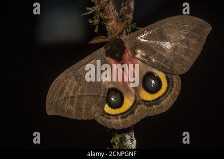 Moth (Automeris sp) with false eye-spots on hind wings, Guacharo Cave ...