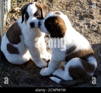 Two saint bernard puppies on hi-res stock photography and images - Alamy