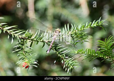 Large royal dragonfly on a pine branch Stock Photo - Alamy