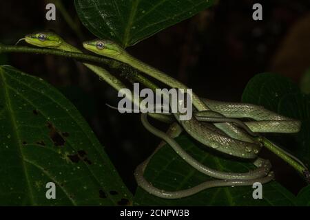 Cope's vine snakes (Oxybelis brevirostris) coiled together on a tree branch in the Ecuadorian rainforest.