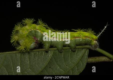 The caterpillar of an Io moth (Automeris sp.) from Ecuador. Stock Photo