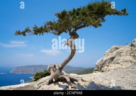 Lonely tree growing on top of the rock on the Mediterranean island, Greece