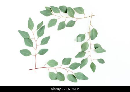 Wreath frame made of branches eucalyptus isolated on white background. lay flat, top  Stock Photo
