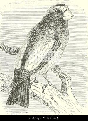 . The birds of eastern North America known to occur east of the nineteenth meridian .. . Head aud back, black ; l)i&gt;iist amiuuder wing coverts, rose red ;belly, white (male). Rose=breasted Grosbeak. Hahia ludoviciana.See No. 44.S. Part 2. The tollowing species have more or less yellow, orange, orgreen on the underparts : —. Forehead, yellow; crown, black; rump, greenish yellow; tertials,heavily marked with white ; umler-parts, darlv olive jellow on belly (male). Evening Grosbeak. Cnrcothra ustts rpsprrtimis.See No. .SS7. Underparts, gray, faintly tinged withgreenish yellow; l)ack, gray, mor
