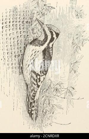 . Michigan bird life : a list of all the bird species known to occur in the State together with an outline of their classification and an account of the life history of each species, with special reference to its relation to agriculture ... . ^ t«- r f ^ £ ^ » M. Plate XXXIV. Sapsucker. From Farmers Bulletin No. 7. Biological Survey, U. S. Department of Agriculture. Stock Photo