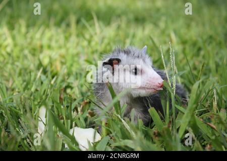 Baby Opossum Stock Photo Alamy