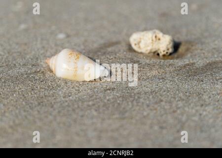 Seashells on the sandy beach on morning sunshine with copy space (selective focus) Stock Photo
