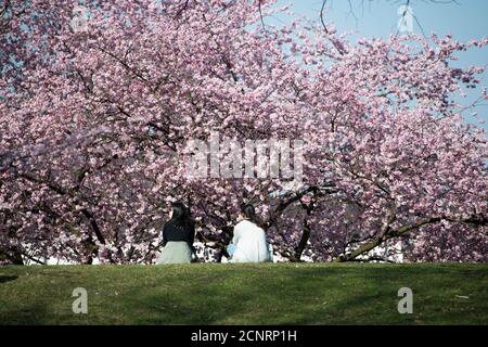 Cherry blossoms in the Olympic Park, Munich, Stock Photo