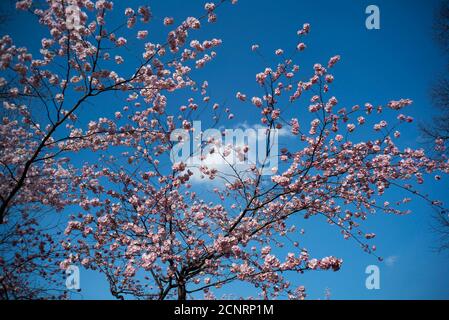 Cherry blossoms in the Olympic Park, Munich, Stock Photo