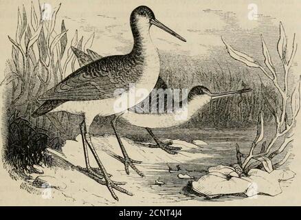 . The American sportsman: containing hints to sportsmen, notes on shooting, and the habits of the game birds, and wild fowl of America . d^ ^5«a@**i^. CHAPTER XI. WILSONS, OR ENGLISH SNIPE. SCOLOPAX WILSONII- GALLINAGO. To-day we spring the Snipe,And with an eye as keen as does the BirdHimself, by hungers strongest law compelFd,Explore each shelterd drain, or hollow ditch. -SCOLOPAX THEIR DISTRIBUTION OVER THE WORLD. There is no Game Bird so widely distributed over the wholeworld as the species now under consideration. They are foundin all countries, from the extreme points of Siberia even tot Stock Photo