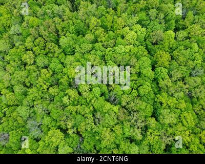 Pattern of dense green forest from the air Stock Photo