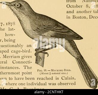 . New England bird life: being a manual of New England ornithology; . States,and in the Middle, even, it is not a common bird. Itwas given in 1843 by Linsley as a bird of Connecti-cut, and has since been occasionally reported from thethree nether States of New England. According toAllen, writing in 1864, it had been known to breed inSpringfield, Mass., several times within five years, andtwo pairs nested there in i860. Mr. Samuels givesit as a rare summer resident, occasionally breeding inMassachusetts ; and Mr. Brewster took it late in the fallnear Concord, Mass. Dr. Brewer records a specimen Stock Photo