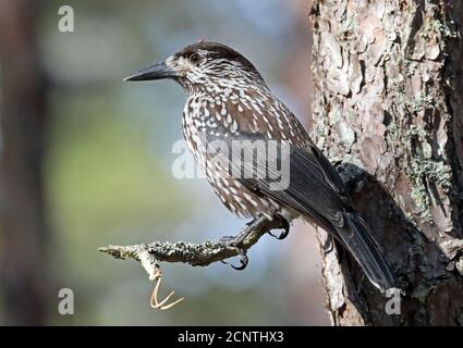 Spotted nutcracker sitting in Pine forest Stock Photo