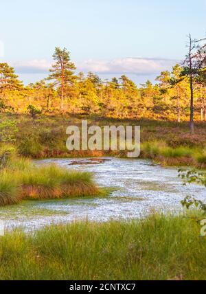 Small swamp lake with background of pine trees illuminated by setting sun. Stock Photo