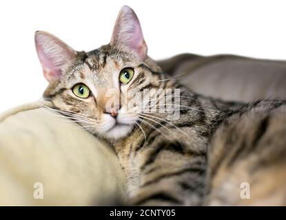 A brown tabby shorthair cat relaxing in a pet bed Stock Photo