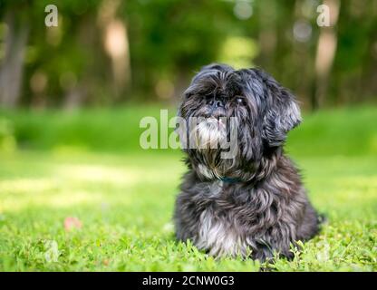 A scruffy Lhasa Apso mixed breed dog sitting outdoors and looking up Stock Photo