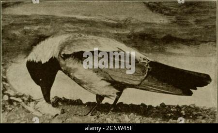 . The sportsman's British bird book . irs. 590 PERCHING BIRDS each of which has a separate nesting-haunt (as indeed is commonlythe case), crows sometimes collect in companies in rook-fashion. Thenest is generally placed in a tree standing by itself, but may be builton a cliff, or, in very rare instances, on the ground. The eggs, ofwhich from three to six go to a clutch, are usually laid in April, andare said to have a bluer ground than those of the grey crow. Crows are terrible enemies to young birds and eggs of all kinds.From the fact that large numbers of broken egg-shells are to be metwith Stock Photo